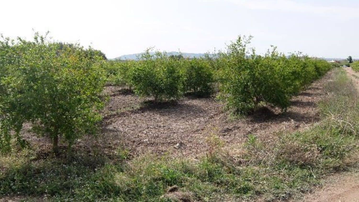 Grunde uden byggetilladelser til salg i Benejuzar - € 49.000 (Ref: 4072365)