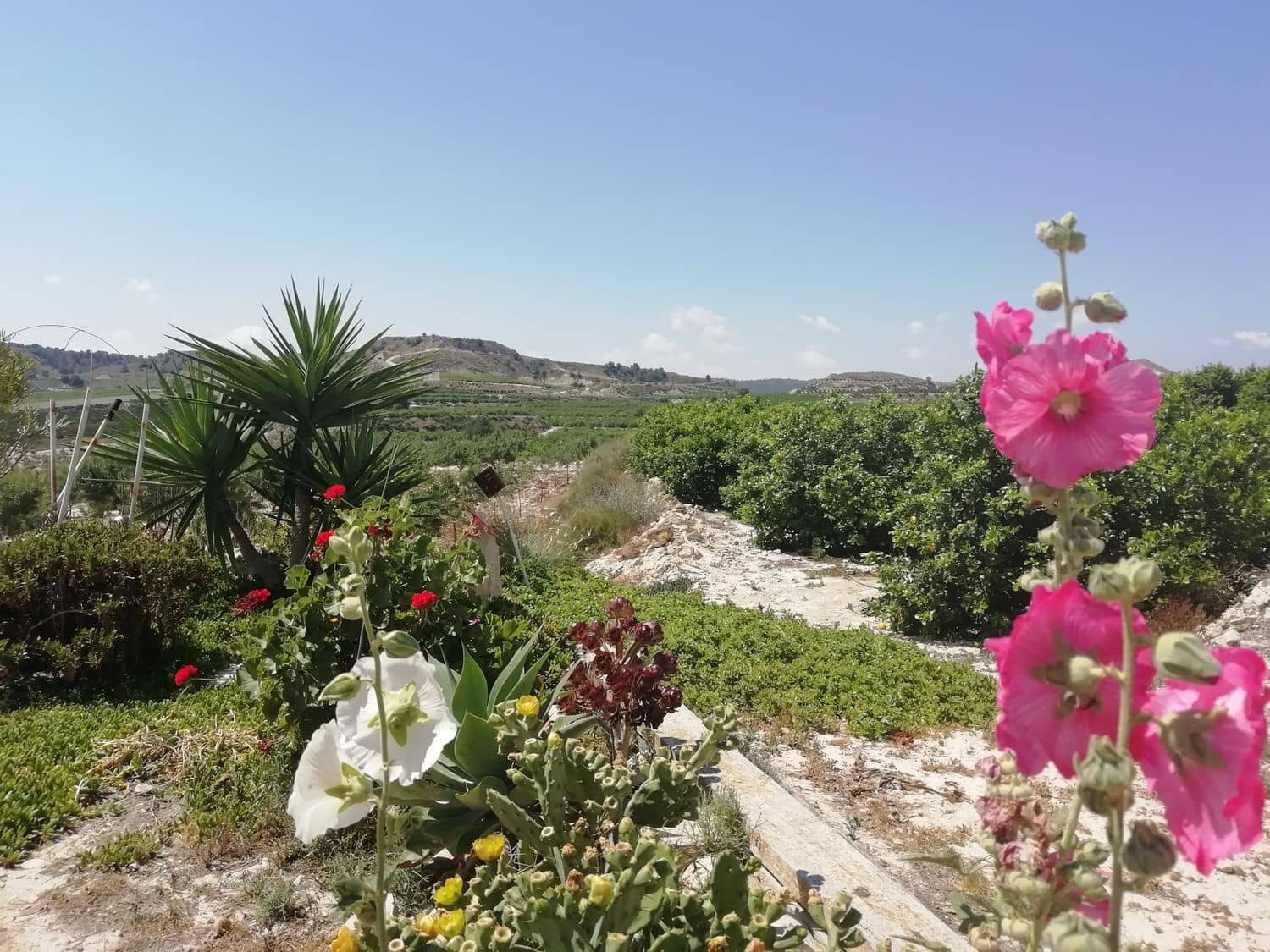 2 sovrum Finca/Hus på landet till salu i Orihuela - 270 000 € (Ref: 4648295)