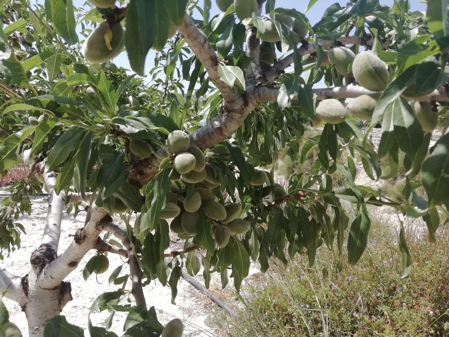 2 sovrum Finca/Hus på landet till salu i Orihuela - 270 000 € (Ref: 4648295)