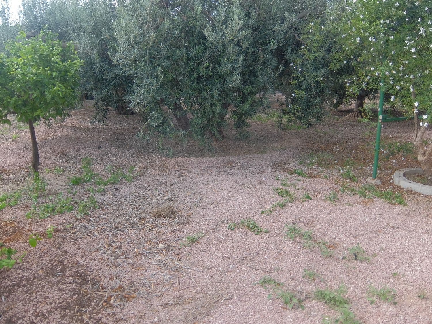 8 chambre Villa/Maison à vendre à Elche / Elx avec piscine garage - 390 000 € (Ref: 4750790)