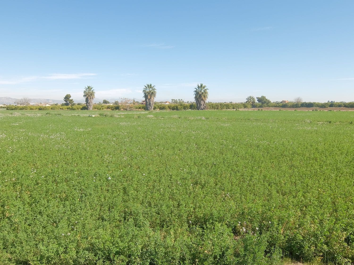 Grunde uden byggetilladelser til salg i Orihuela - € 800.000 (Ref: 4861253)