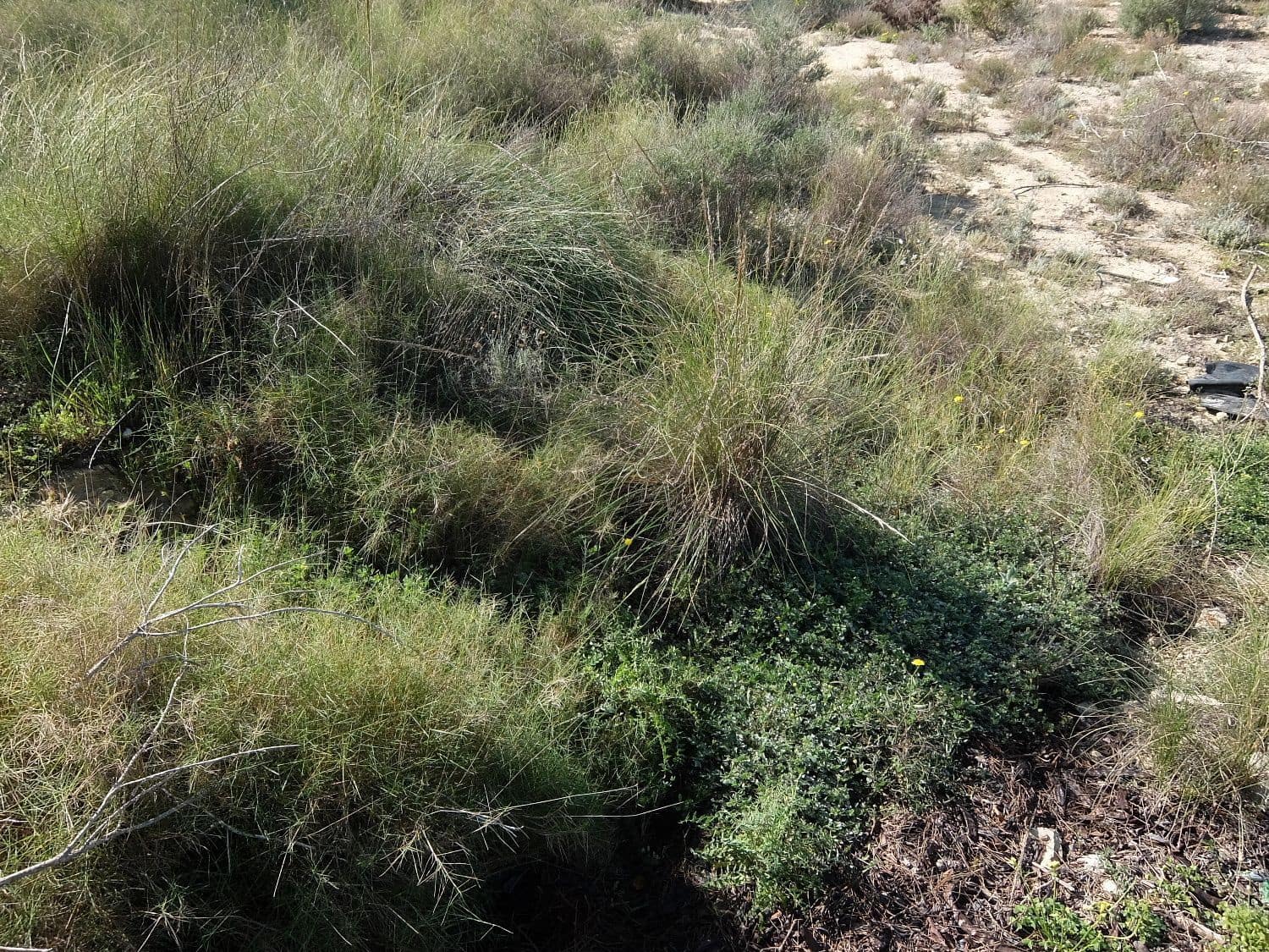 Rakentamaton maa myytävänä paikassa Almoradi - 190 000 € (Ref: 5132345)