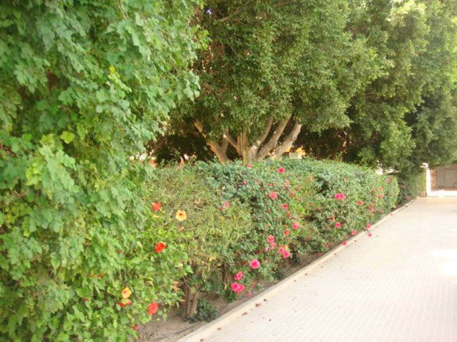 2 soveværelse Lejlighed til salg i Rafal med swimmingpool garage - € 99.000 (Ref: 5407904)