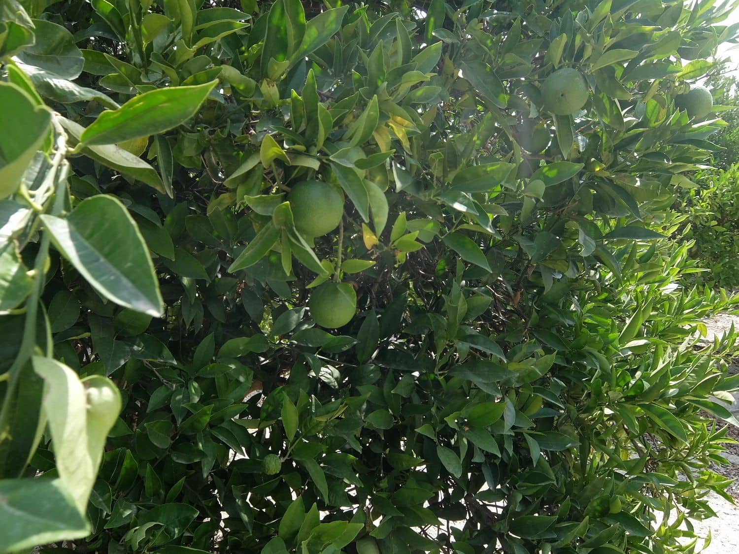 Grunde uden byggetilladelser til salg i San Miguel de Salinas - € 585.000 (Ref: 5469539)