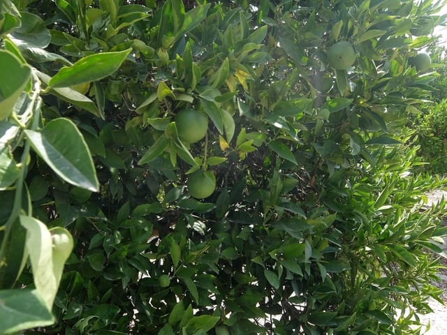 Grond te koop in San Miguel de Salinas - € 585.000 (Ref: 5469539)