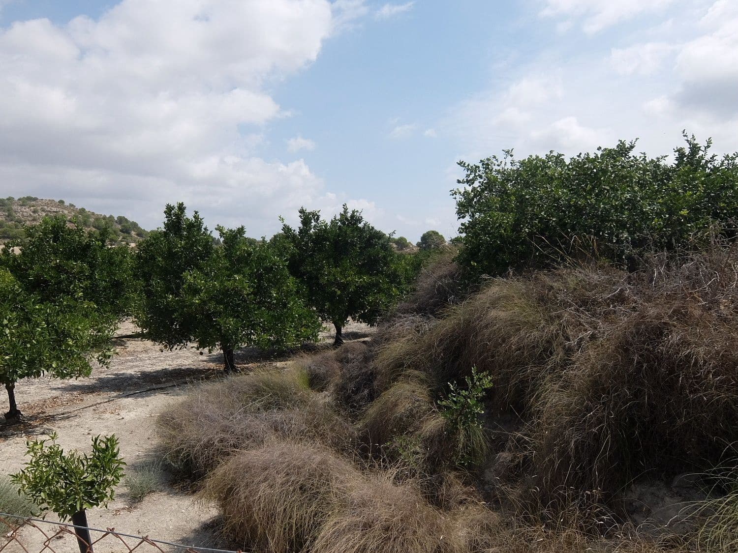 Grunde uden byggetilladelser til salg i San Miguel de Salinas - € 585.000 (Ref: 5469539)