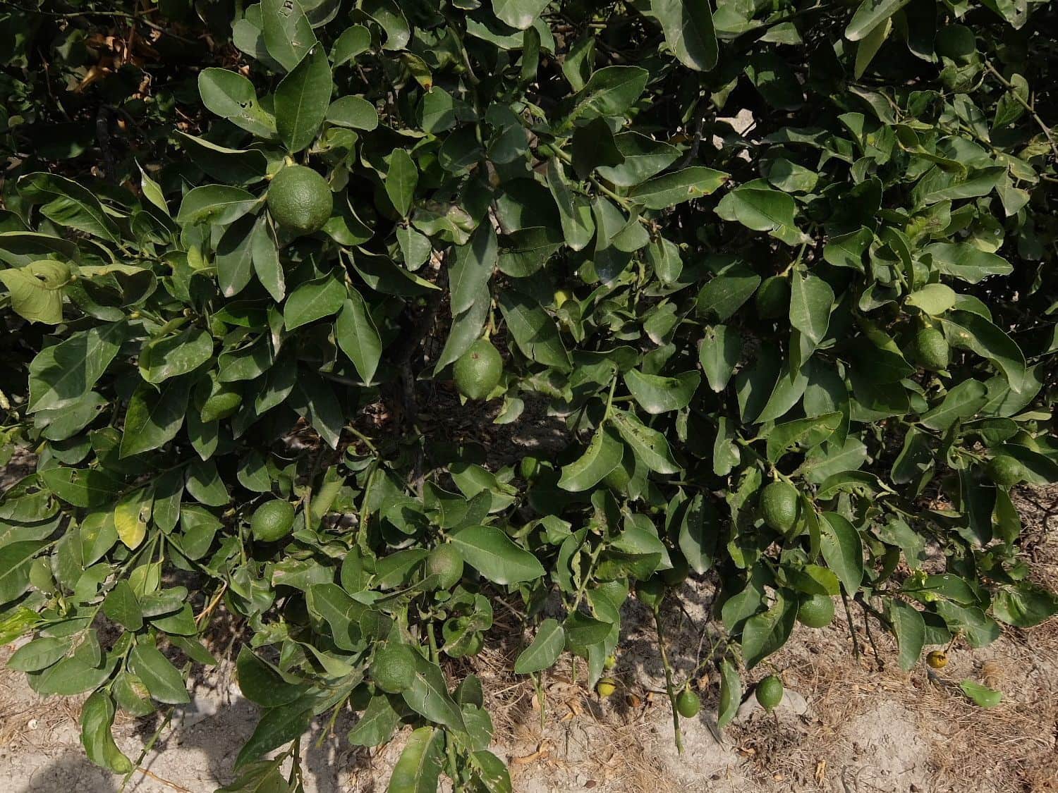 Grunde uden byggetilladelser til salg i San Miguel de Salinas - € 585.000 (Ref: 5469539)