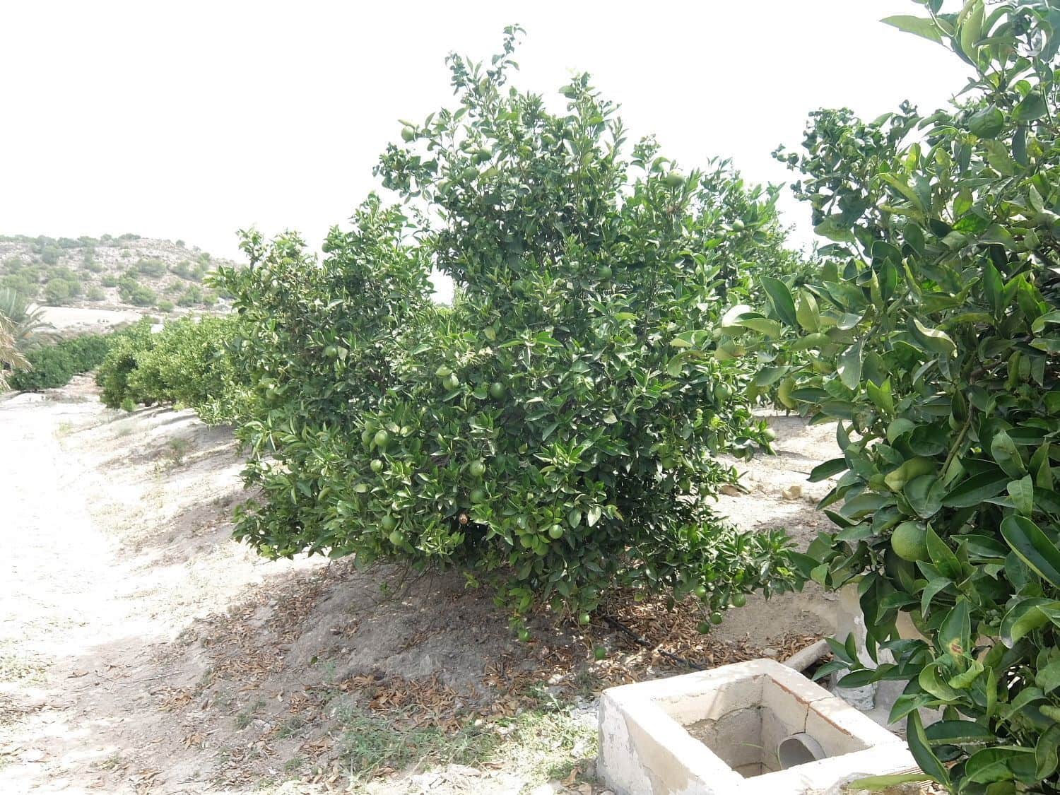 Grunde uden byggetilladelser til salg i San Miguel de Salinas - € 585.000 (Ref: 5469539)