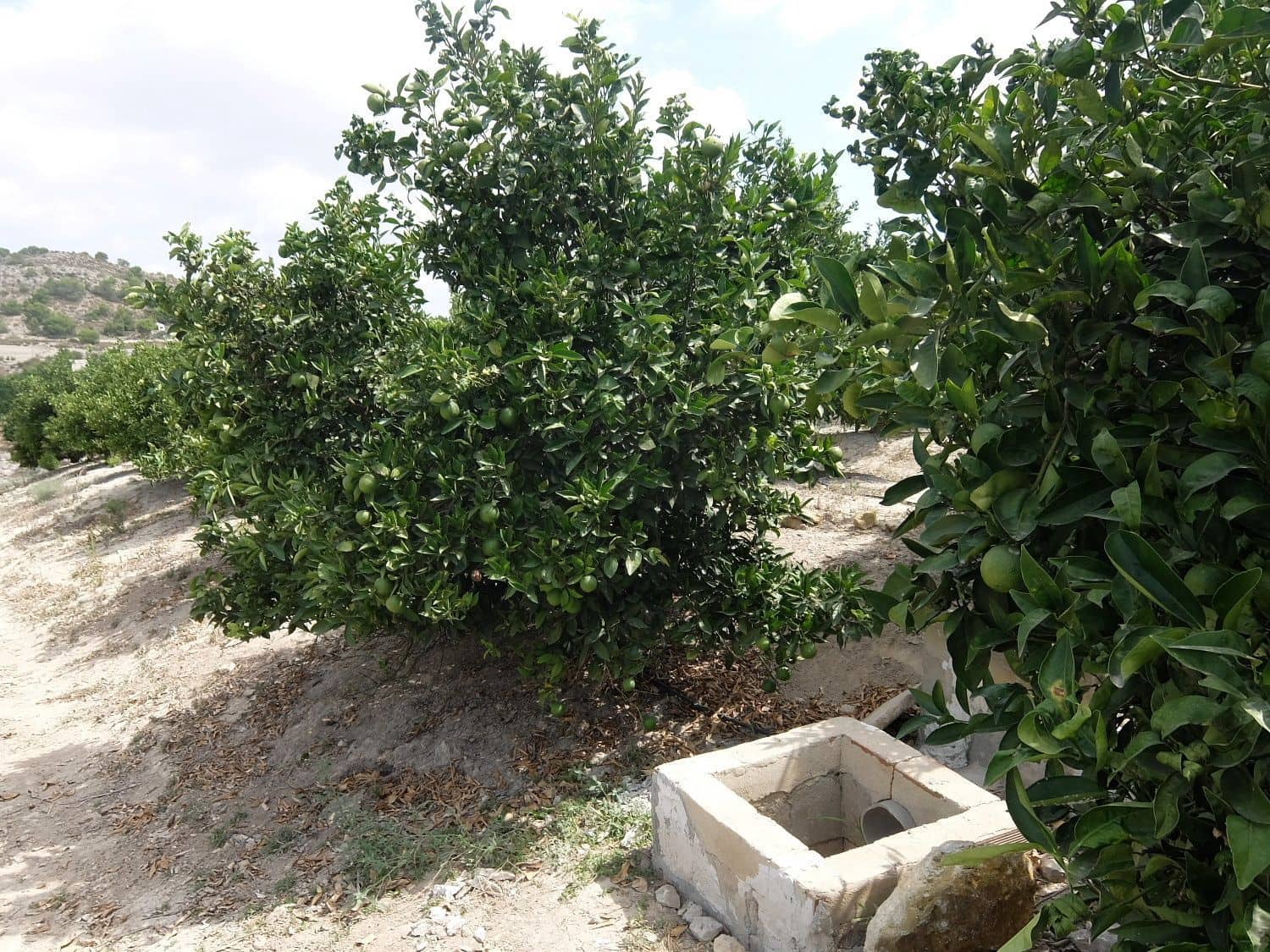 Grunde uden byggetilladelser til salg i San Miguel de Salinas - € 585.000 (Ref: 5469539)