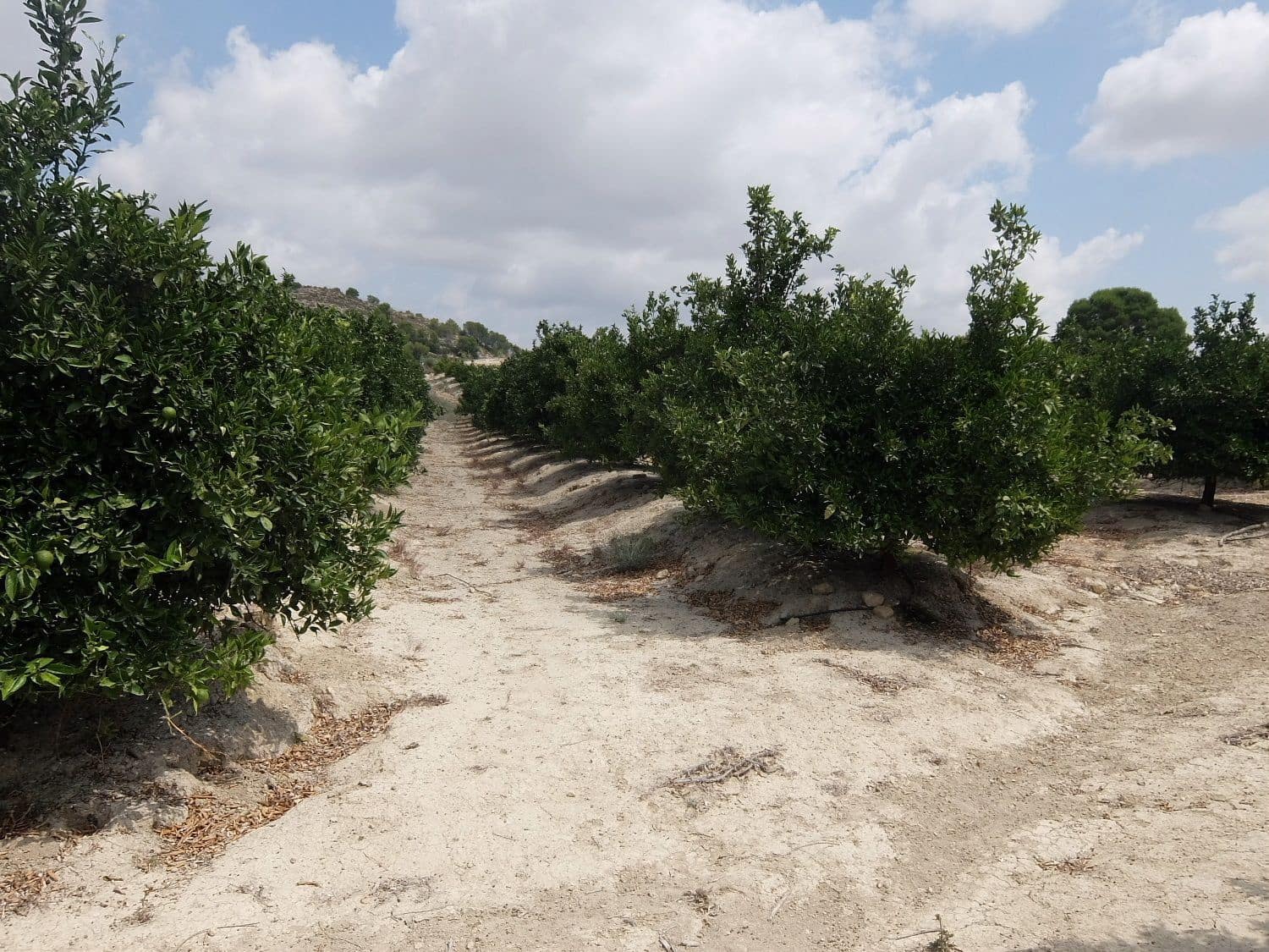 Grunde uden byggetilladelser til salg i San Miguel de Salinas - € 585.000 (Ref: 5469539)