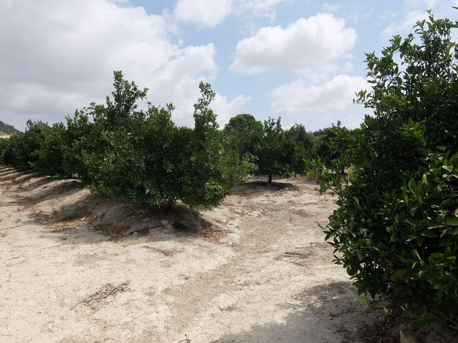 Grunde uden byggetilladelser til salg i San Miguel de Salinas - € 585.000 (Ref: 5469539)