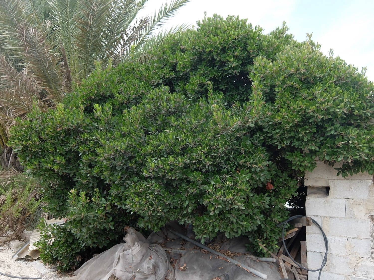 Grunde uden byggetilladelser til salg i San Miguel de Salinas - € 585.000 (Ref: 5469539)