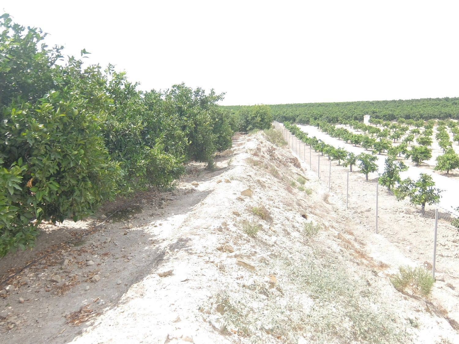 Grunde uden byggetilladelser til salg i San Miguel de Salinas - € 585.000 (Ref: 5469539)