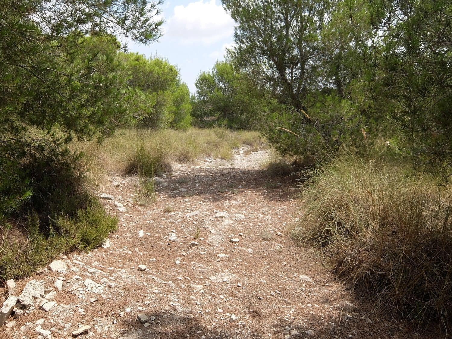 Grunde uden byggetilladelser til salg i San Miguel de Salinas - € 585.000 (Ref: 5469539)