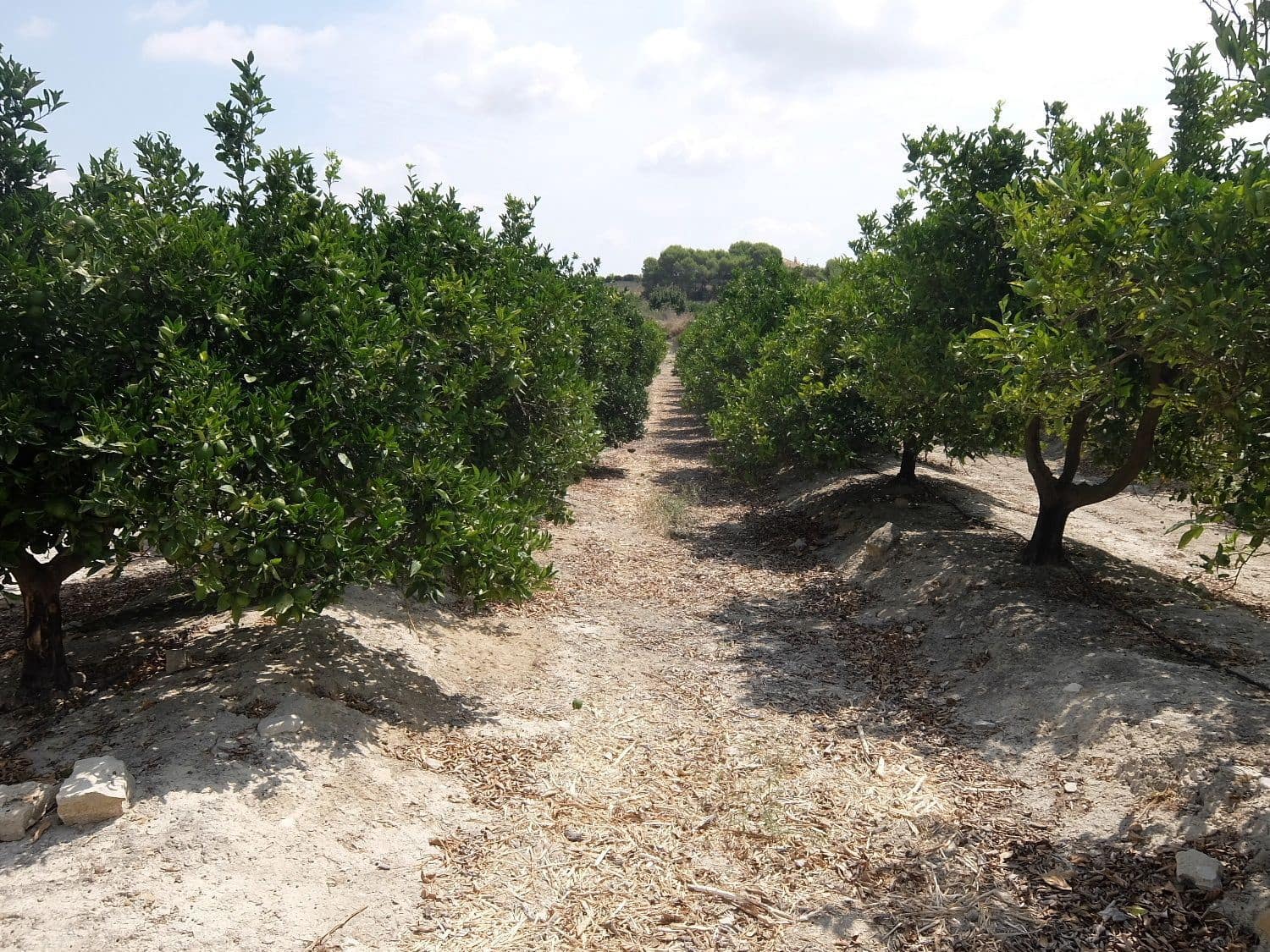 Grunde uden byggetilladelser til salg i San Miguel de Salinas - € 585.000 (Ref: 5469539)