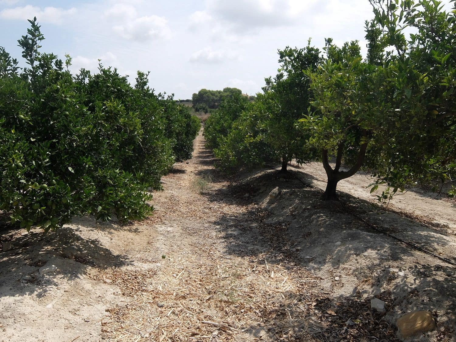 Grunde uden byggetilladelser til salg i San Miguel de Salinas - € 585.000 (Ref: 5469539)