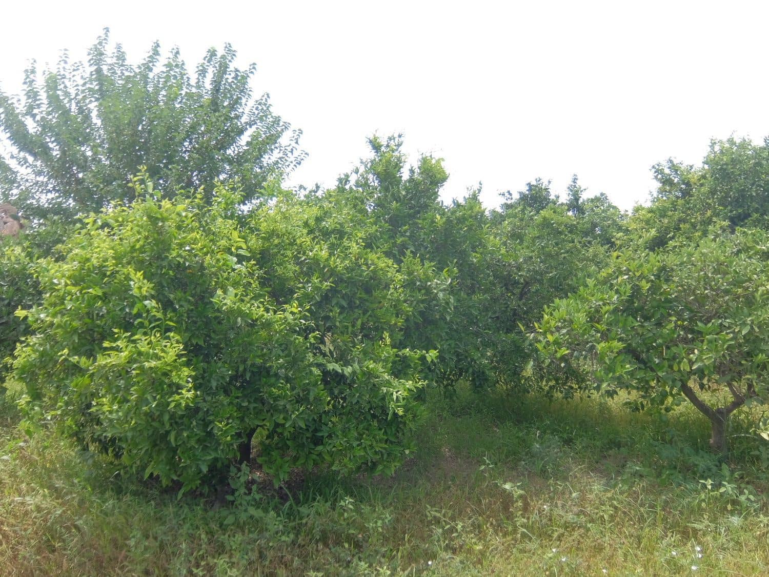 4 soveværelse Finca/Landehus til salg i Jacarilla med garage - € 220.000 (Ref: 5469540)