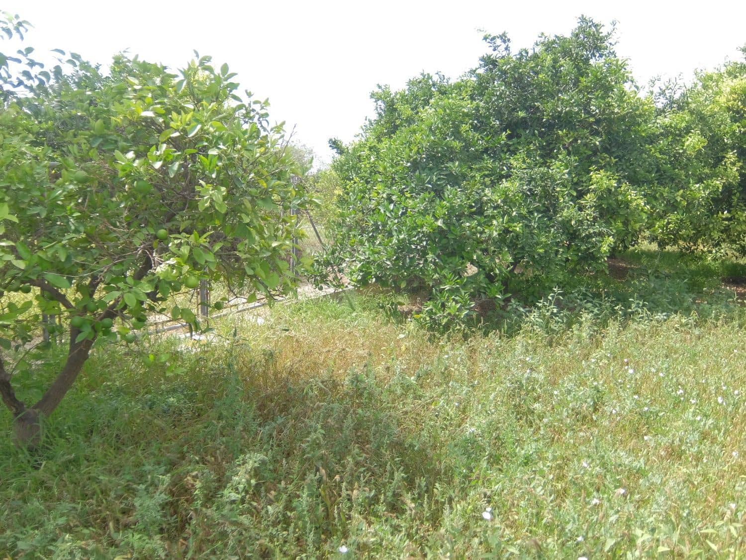 4 soveværelse Finca/Landehus til salg i Jacarilla med garage - € 220.000 (Ref: 5469540)