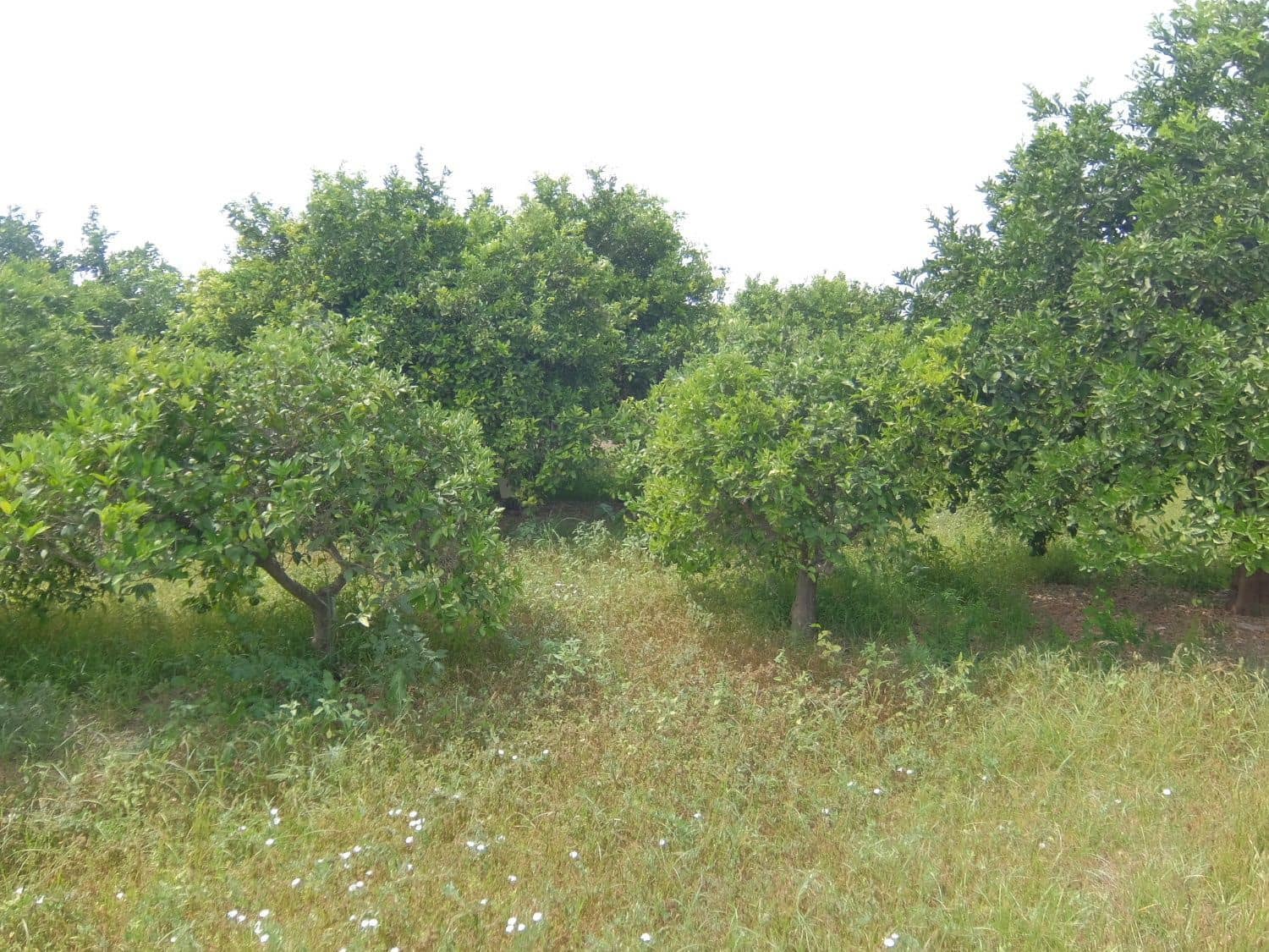 4 soveværelse Finca/Landehus til salg i Jacarilla med garage - € 220.000 (Ref: 5469540)