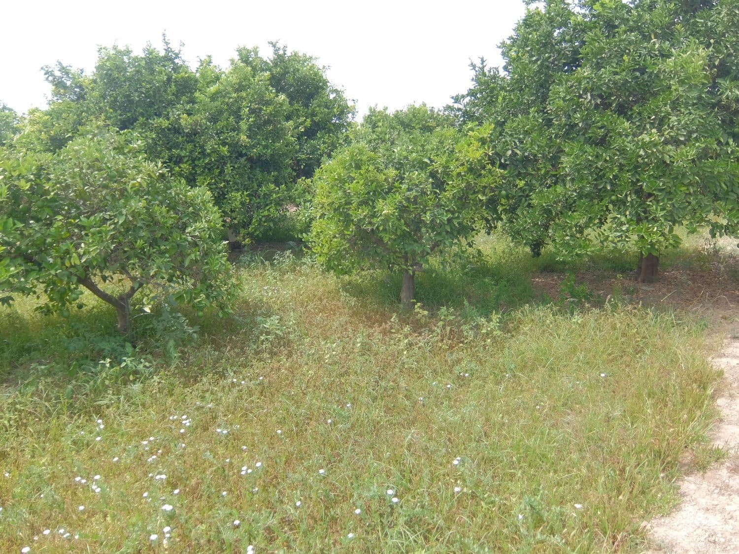 4 soveværelse Finca/Landehus til salg i Jacarilla med garage - € 220.000 (Ref: 5469540)