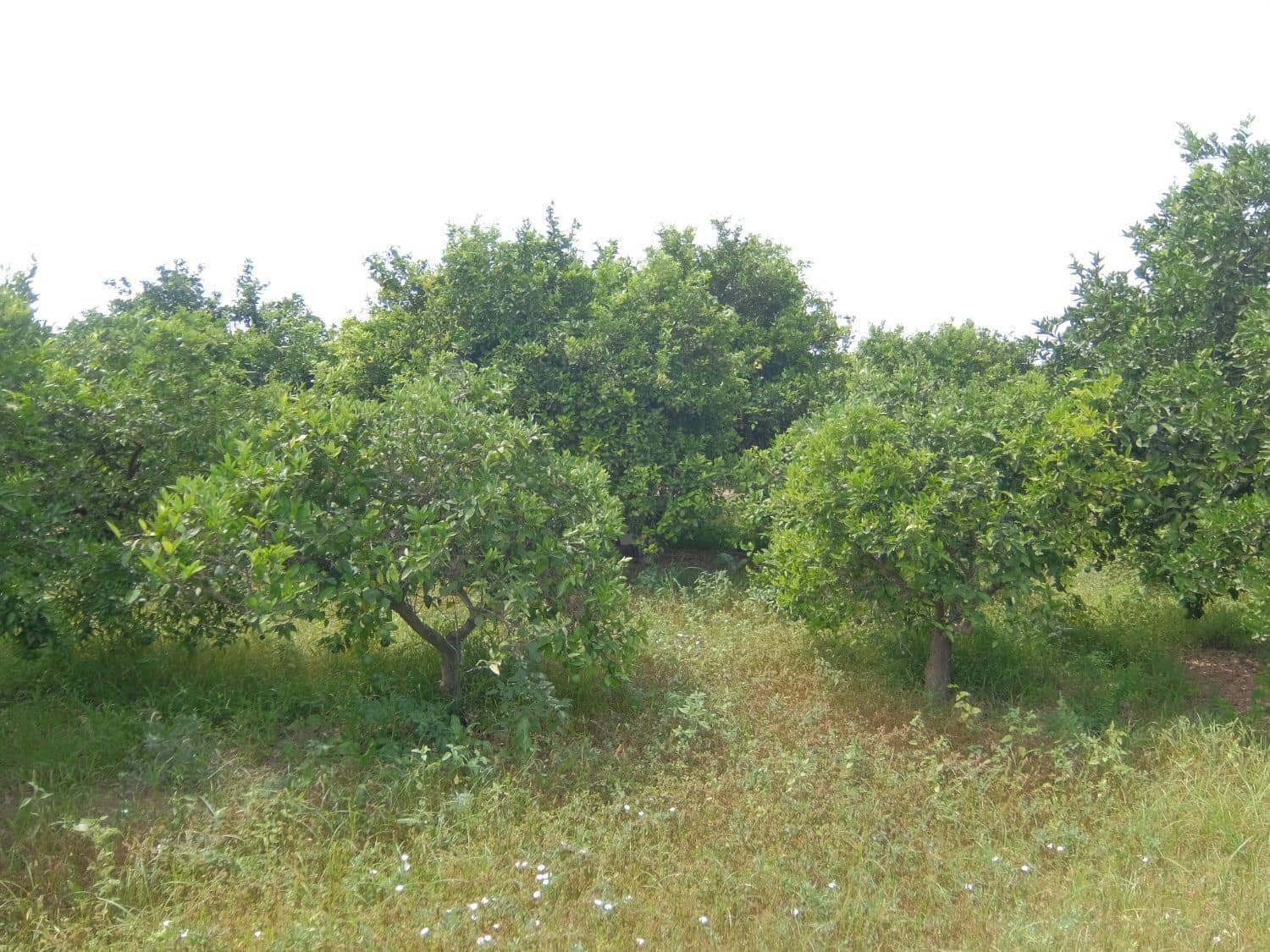 4 soveværelse Finca/Landehus til salg i Jacarilla med garage - € 220.000 (Ref: 5469540)