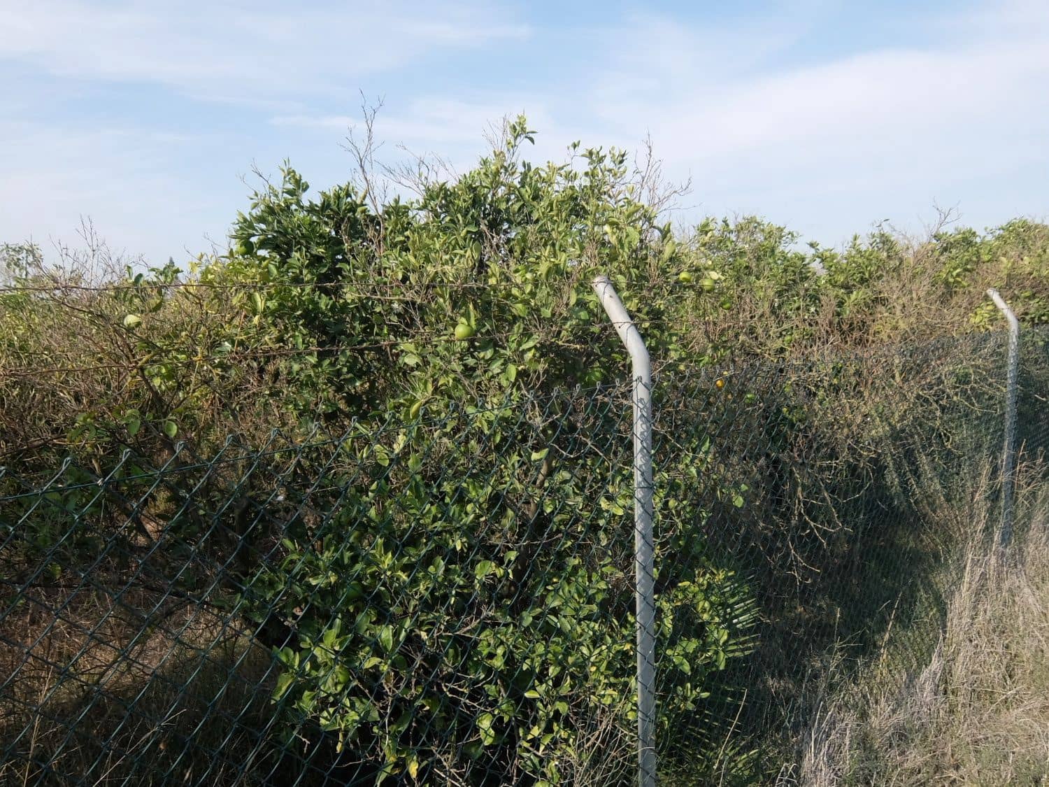 2 sypialnia Finka/Dom wiejski na sprzedaż w Formentera del Segura - 165 000 € (Ref: 5619181)