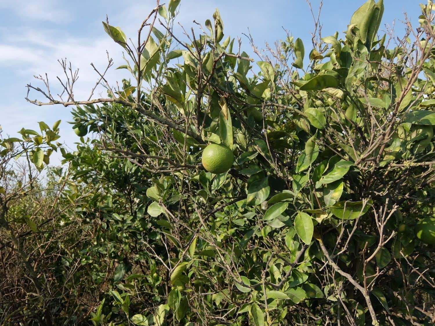 2 sypialnia Finka/Dom wiejski na sprzedaż w Formentera del Segura - 165 000 € (Ref: 5619181)