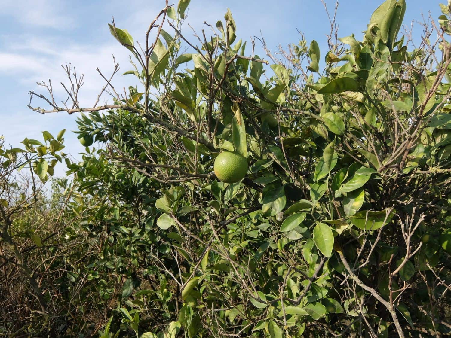 2 sypialnia Finka/Dom wiejski na sprzedaż w Formentera del Segura - 165 000 € (Ref: 5619181)