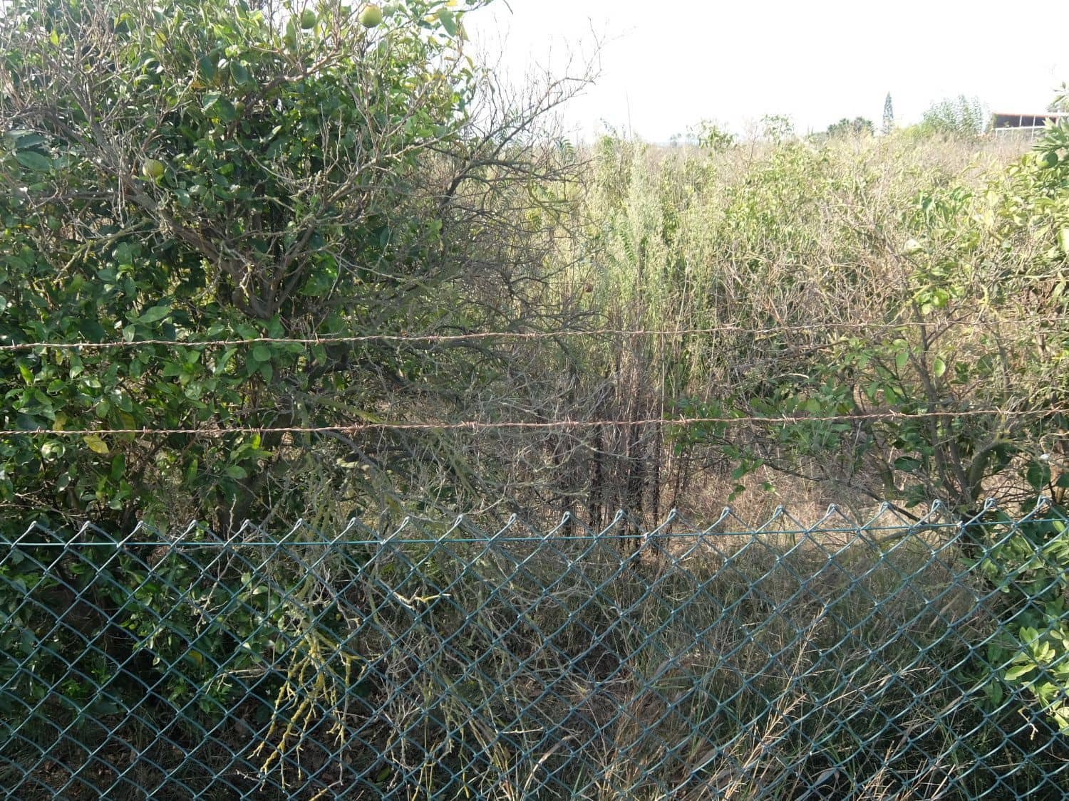 2 sypialnia Finka/Dom wiejski na sprzedaż w Formentera del Segura - 165 000 € (Ref: 5619181)