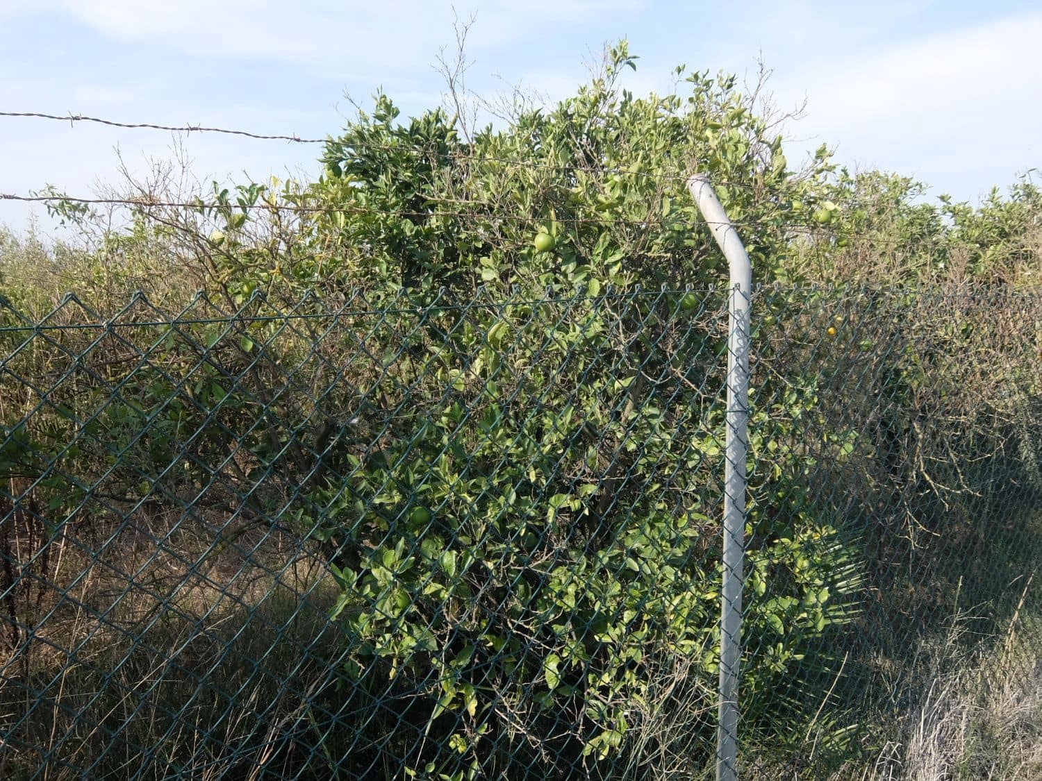 2 sypialnia Finka/Dom wiejski na sprzedaż w Formentera del Segura - 165 000 € (Ref: 5619181)