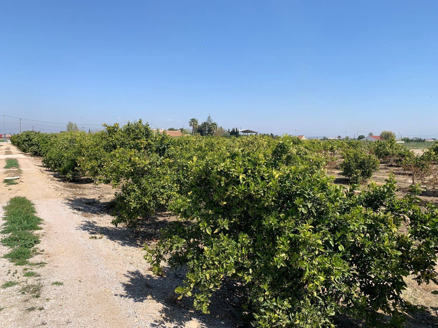 Grunde uden byggetilladelser til salg i Formentera del Segura - € 89.000 (Ref: 5990868)