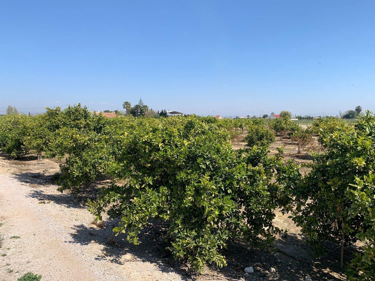 Grunde uden byggetilladelser til salg i Formentera del Segura - € 89.000 (Ref: 5990868)