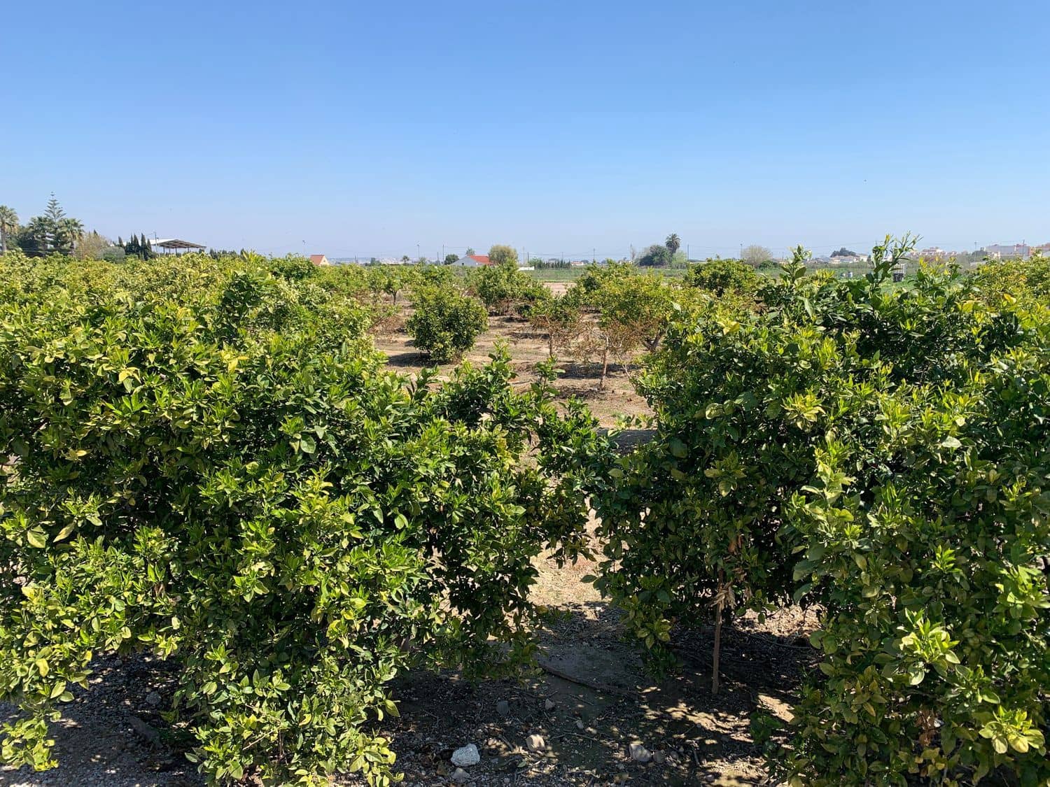 Grunde uden byggetilladelser til salg i Formentera del Segura - € 89.000 (Ref: 5990868)