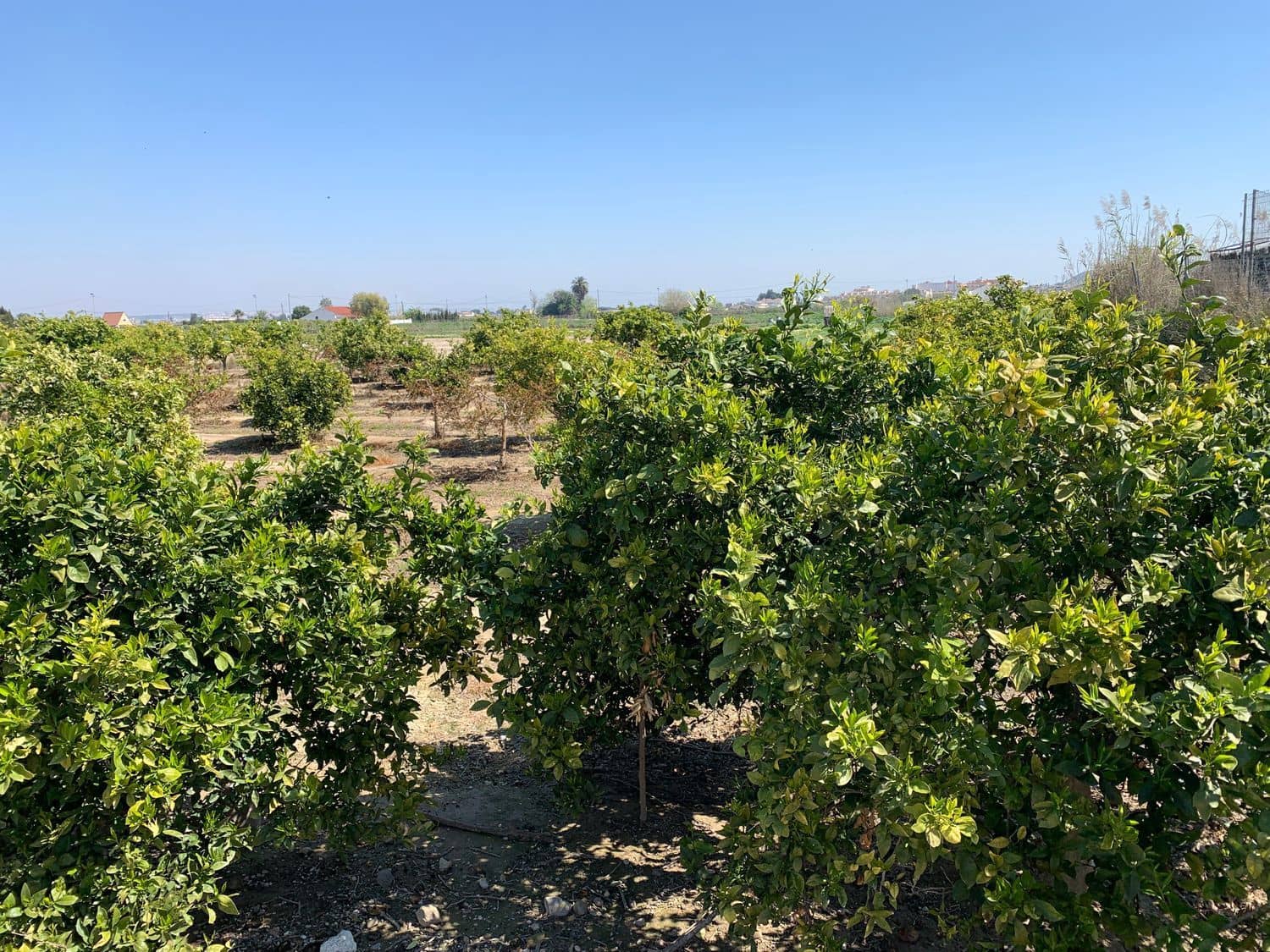 Grunde uden byggetilladelser til salg i Formentera del Segura - € 89.000 (Ref: 5990868)