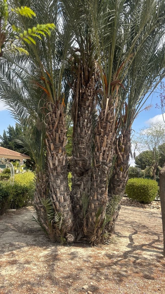 7 quarto Moradia para venda em Callosa de Segura com piscina garagem - 559 000 € (Ref: 7570066)