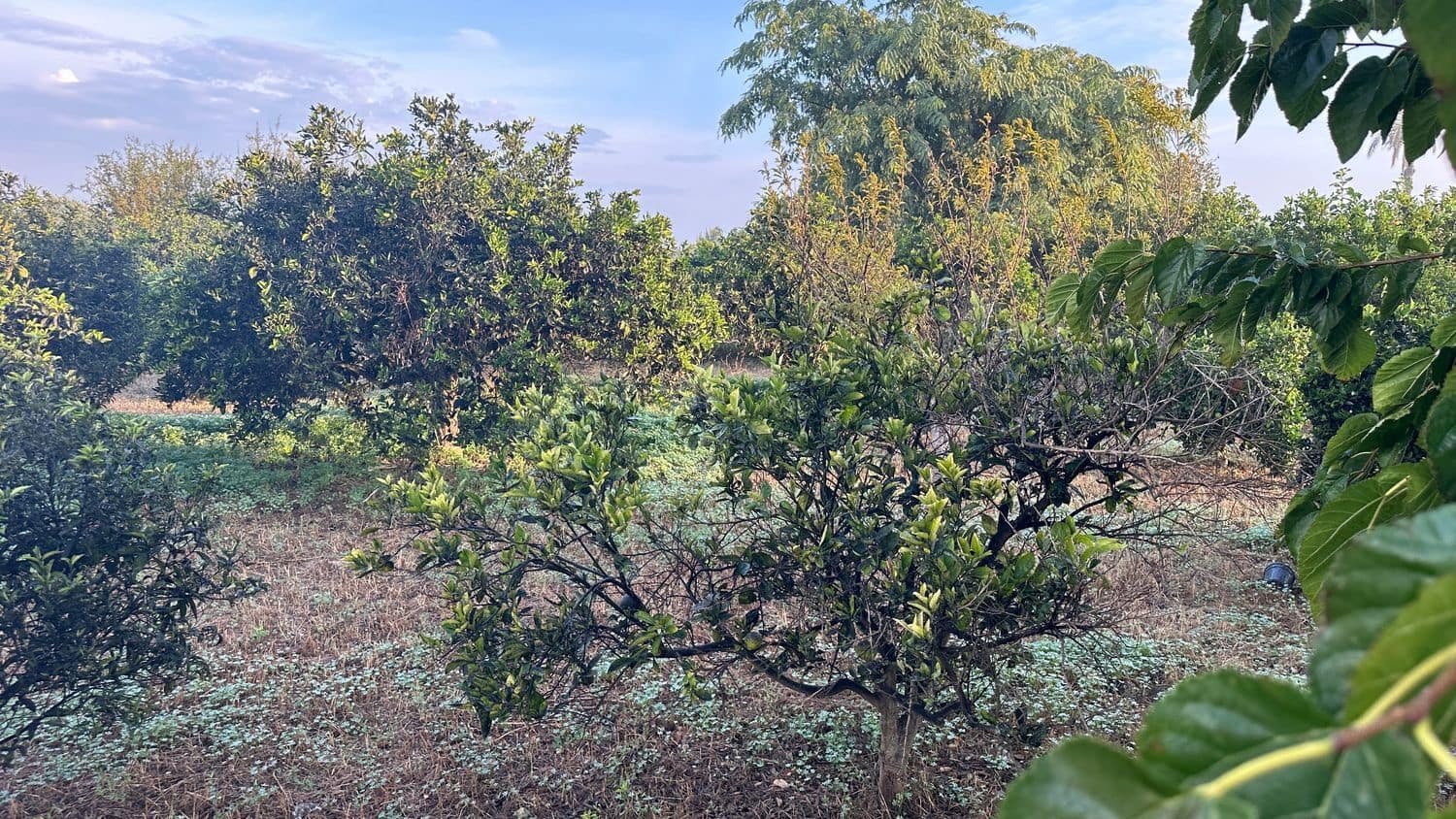 Terreno Non Edificato in vendita in Formentera del Segura - 64.900 € (Rif: 8603289)