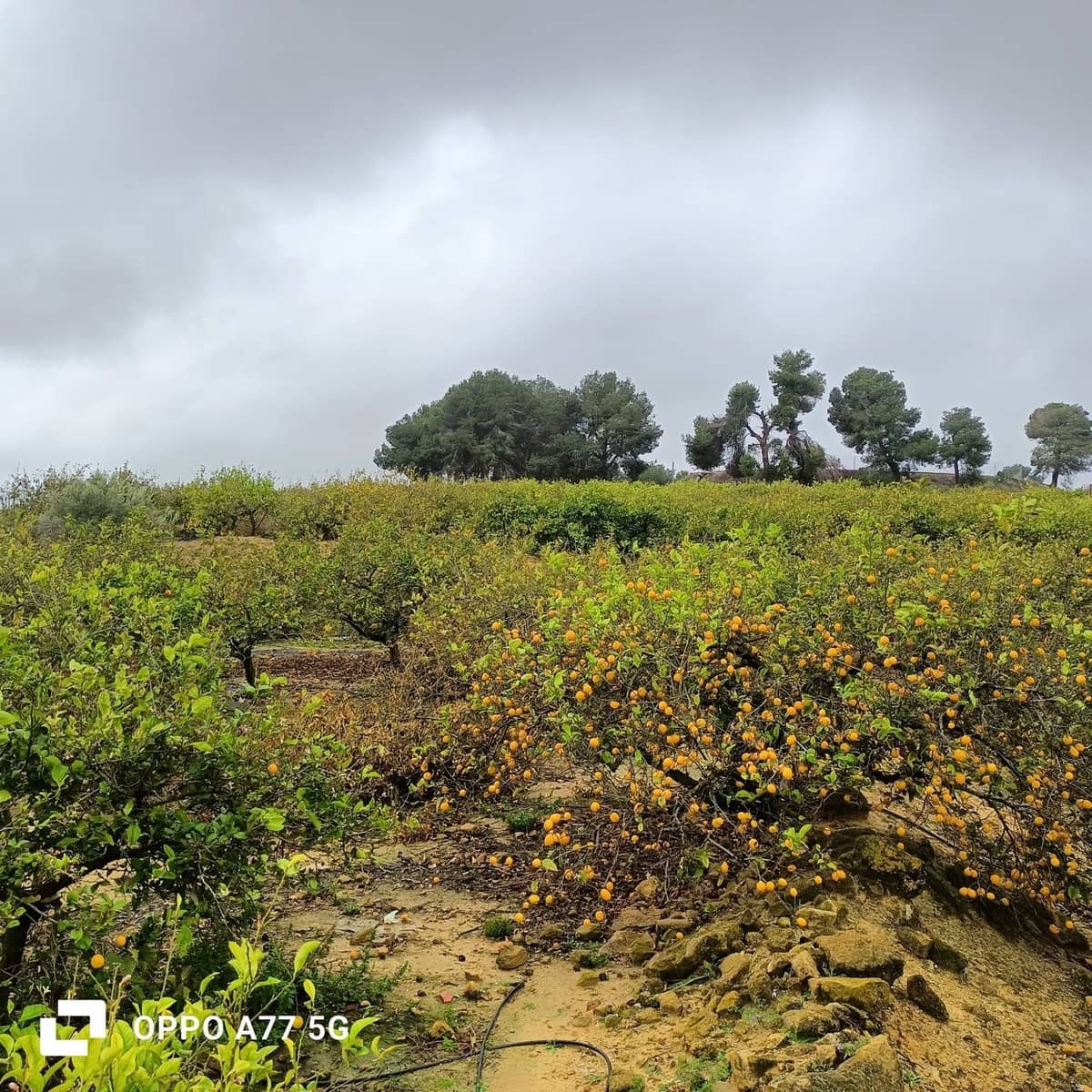 Grunde uden byggetilladelser til salg i Los Montesinos - € 110.000 (Ref: 8856788)