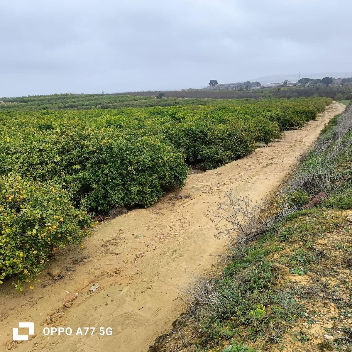 Grunde uden byggetilladelser til salg i Los Montesinos - € 110.000 (Ref: 8856788)