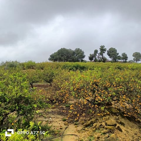 Grond te koop in Los Montesinos - € 110.000 (Ref: 8856788)