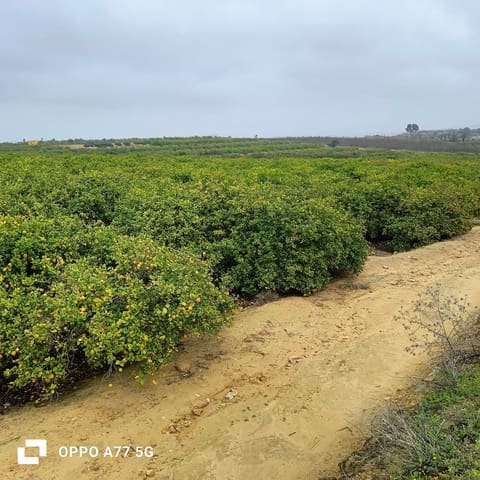 Grond te koop in Los Montesinos - € 110.000 (Ref: 8856788)