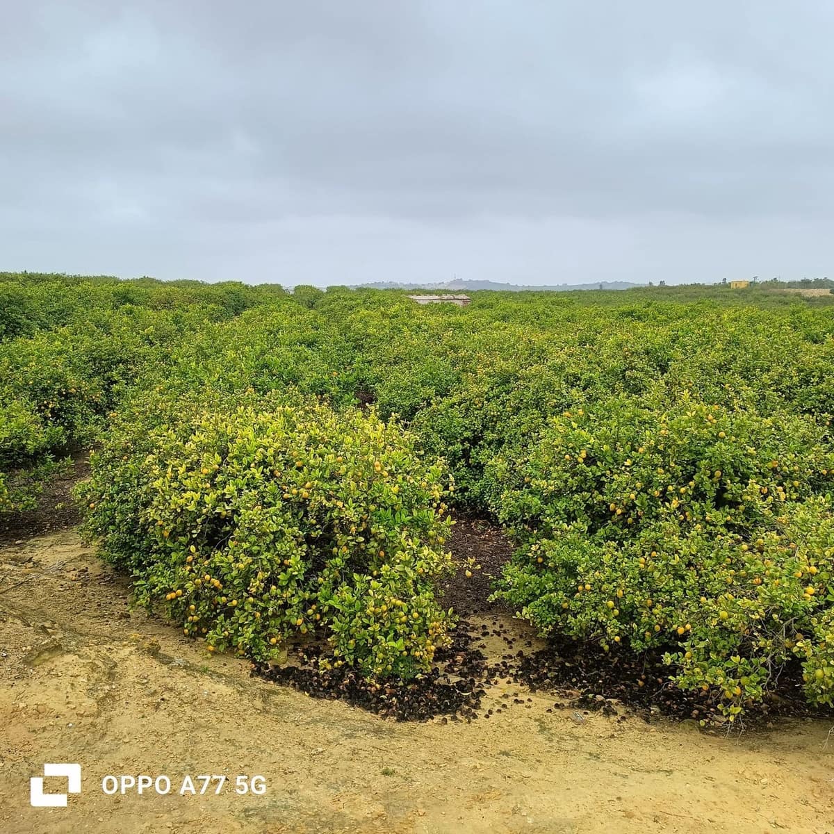 Grunde uden byggetilladelser til salg i Los Montesinos - € 110.000 (Ref: 8856788)