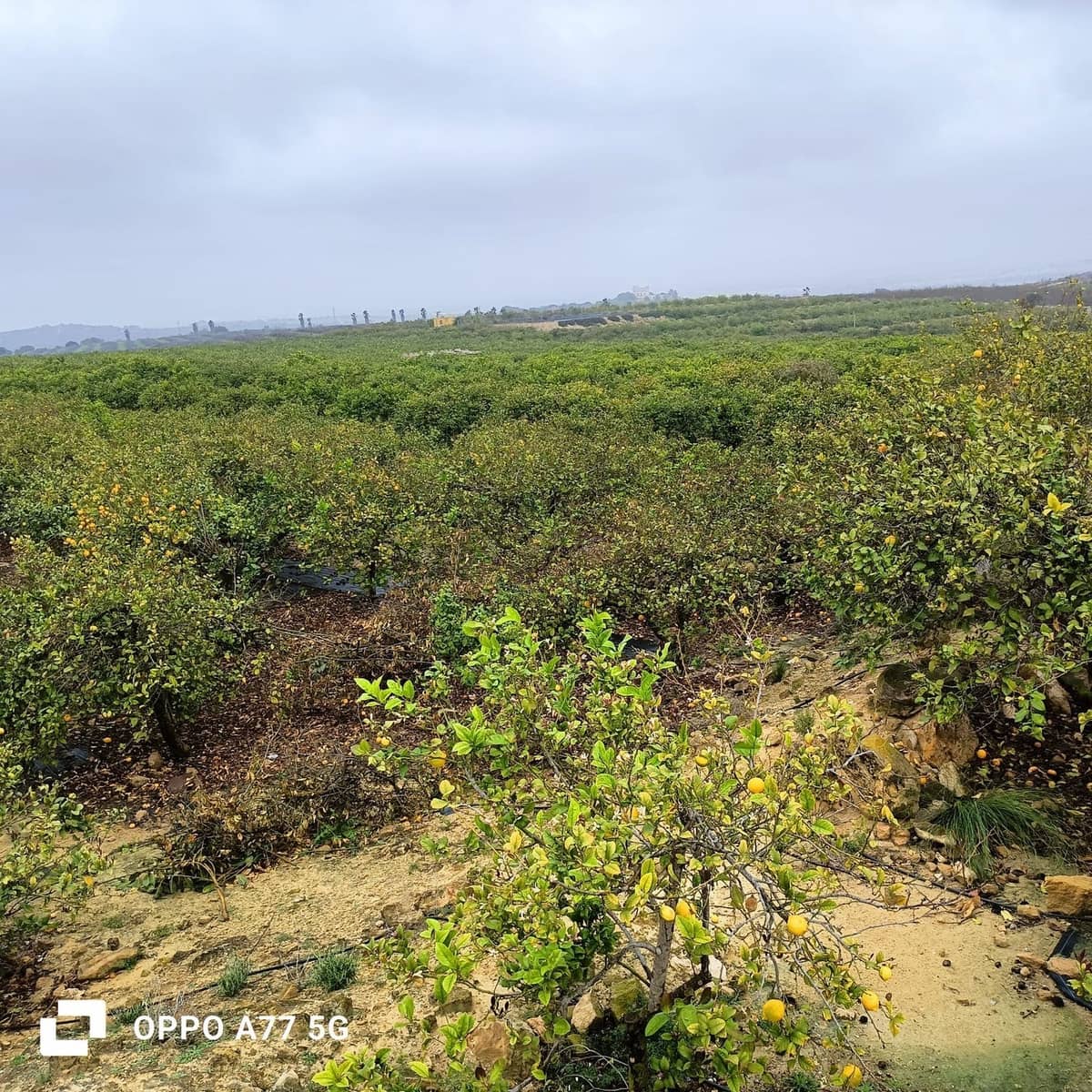 Grunde uden byggetilladelser til salg i Los Montesinos - € 110.000 (Ref: 8856788)