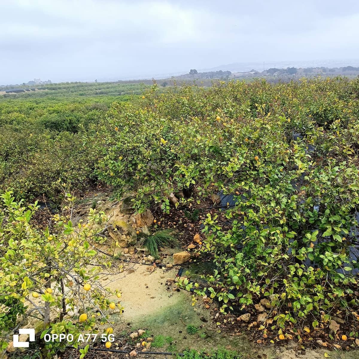 Grunde uden byggetilladelser til salg i Los Montesinos - € 110.000 (Ref: 8856788)