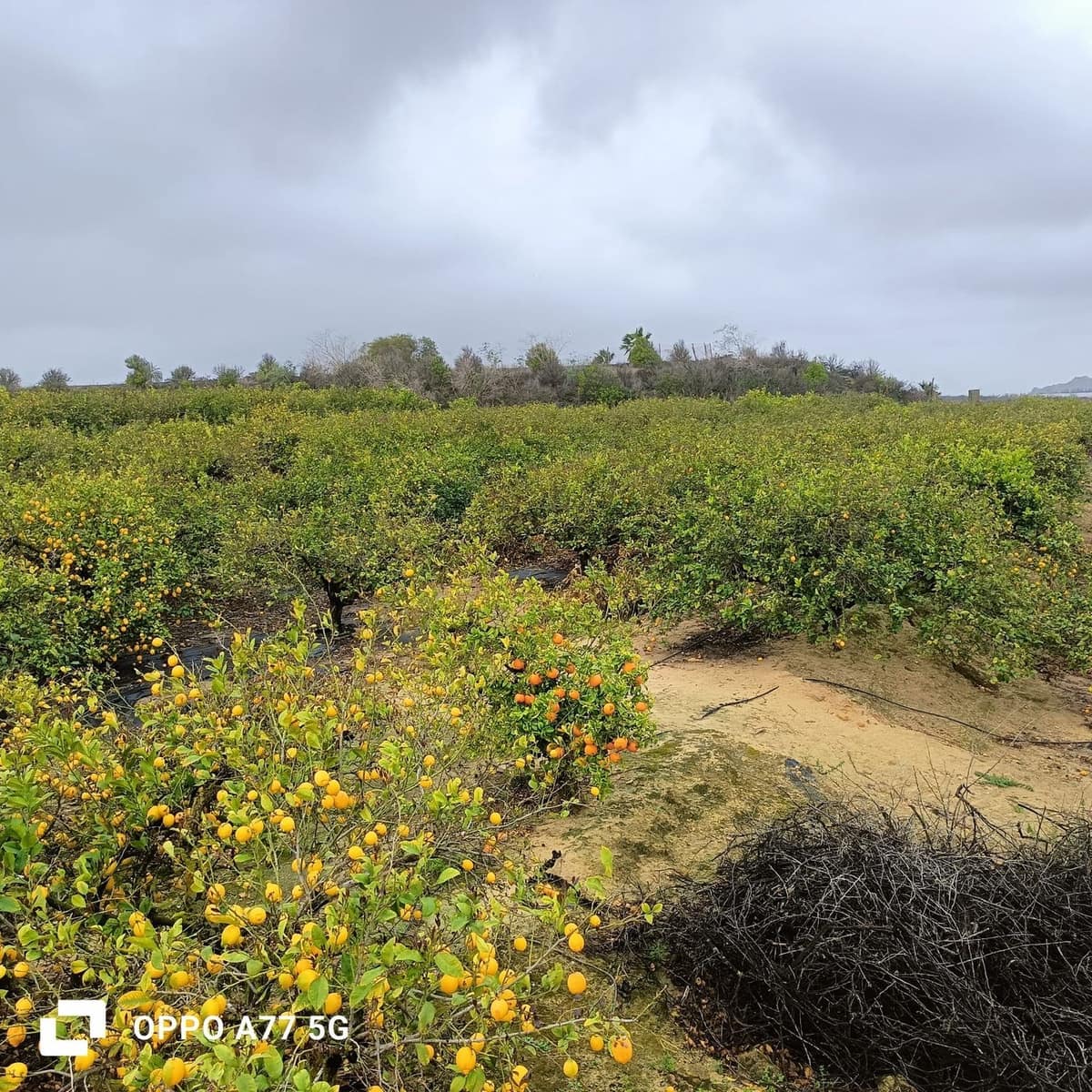 Grunde uden byggetilladelser til salg i Los Montesinos - € 110.000 (Ref: 8856788)