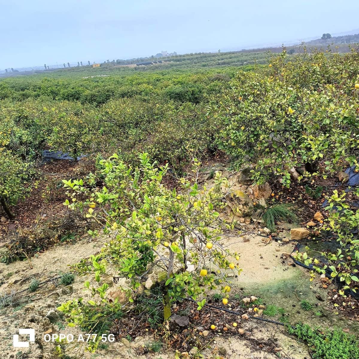 Grunde uden byggetilladelser til salg i Los Montesinos - € 110.000 (Ref: 8856788)