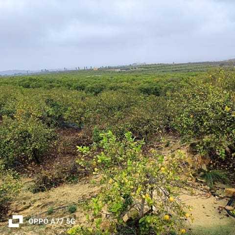 Grond te koop in Los Montesinos - € 110.000 (Ref: 8856788)