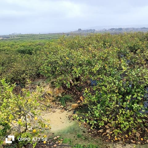 Grond te koop in Los Montesinos - € 110.000 (Ref: 8856788)