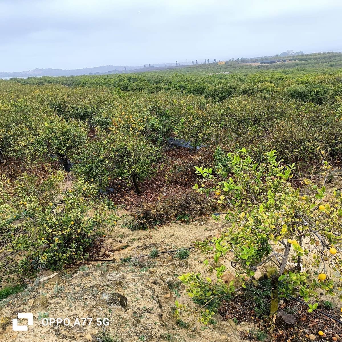 Grunde uden byggetilladelser til salg i Los Montesinos - € 110.000 (Ref: 8856788)