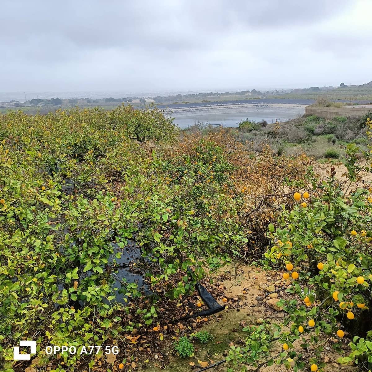 Grunde uden byggetilladelser til salg i Los Montesinos - € 110.000 (Ref: 8856788)