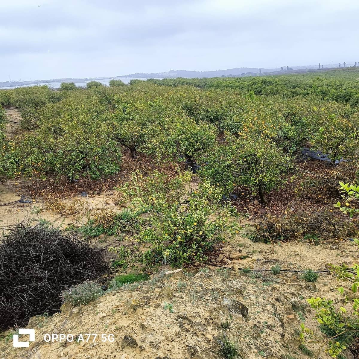 Grunde uden byggetilladelser til salg i Los Montesinos - € 110.000 (Ref: 8856788)